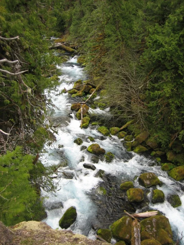 Pristine Stream