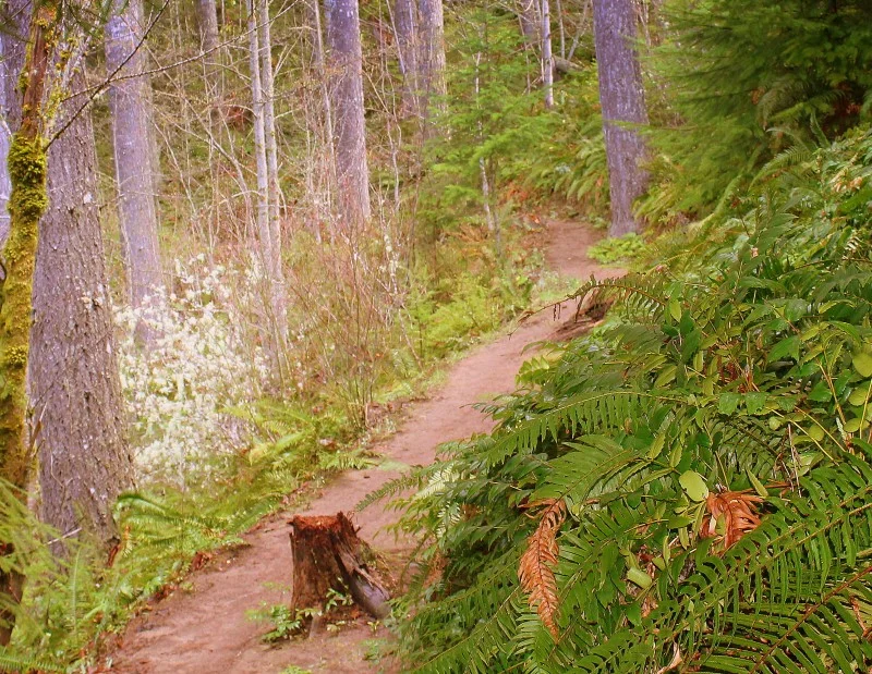 The Path to Health is a Beautiful Journey
