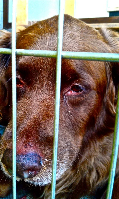 The Vet is Your Pet's Best Friend