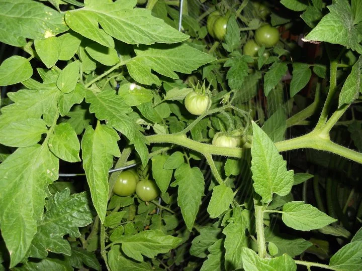 Our Garden