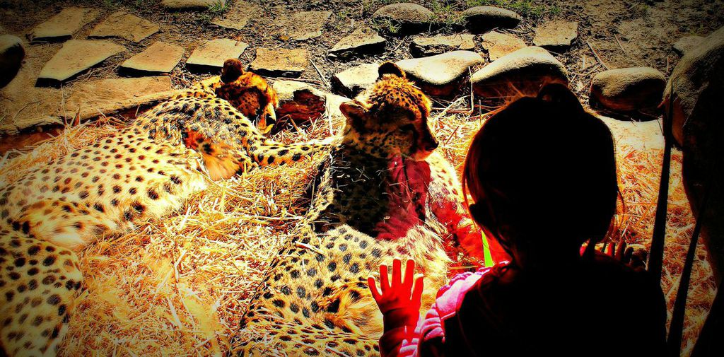 Wild Fur Knowledge | Lauren Berky | Age 17