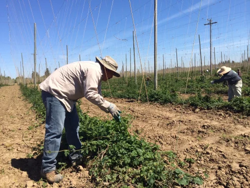 People working in a field.