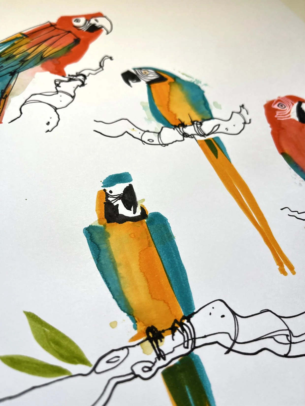 Macaws_det.jpg