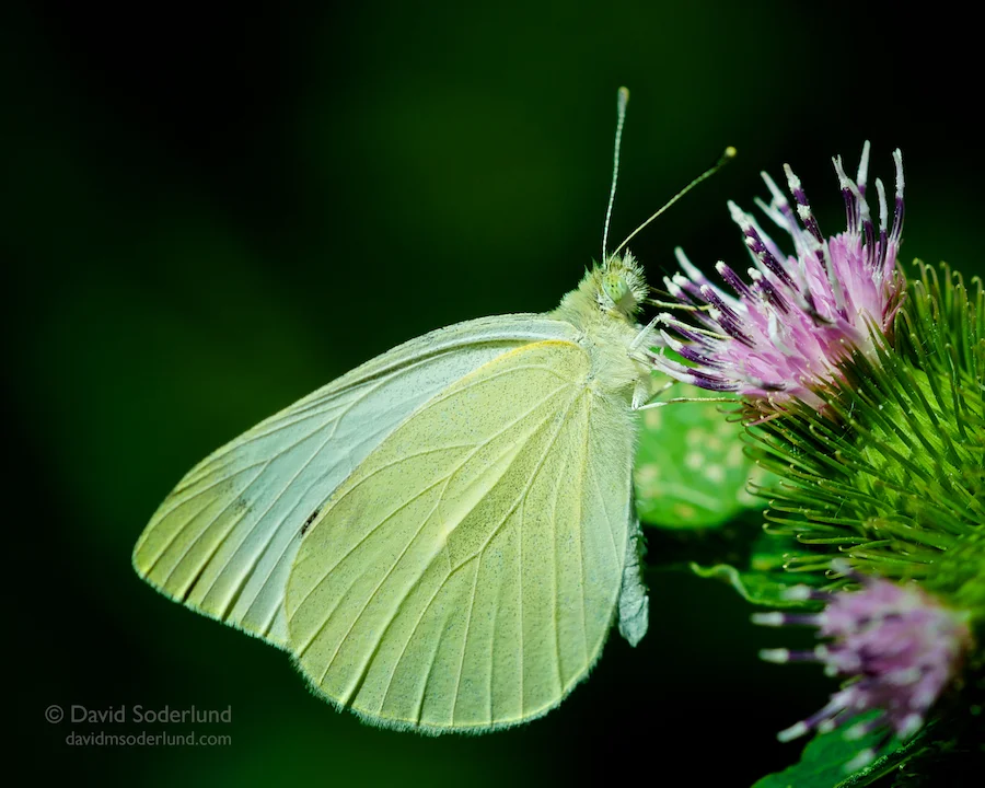 Butterfly on thistle Nikon D90 + Sigma 150mm f/2.8 macro ; Keuka Lake Outlet trail, NY.