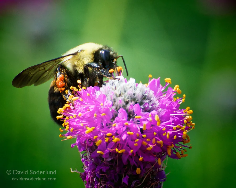 Bumblebee on coneflower Nikon D90 + Nikon 70-300mm f/4.5-5.6 VR, The High Line, New York City.