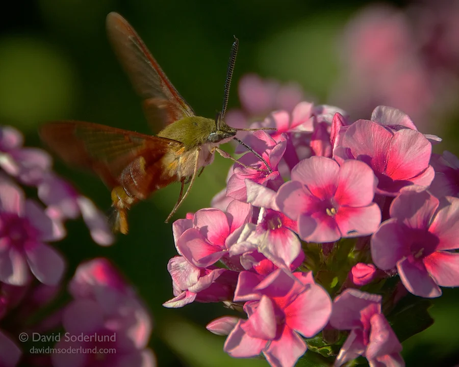 Hummingbird moth Nikon D90 + Nikon 18-200mm f/3.5-5.6 VR; Anthony Road Winery, Penn Yan, NY.