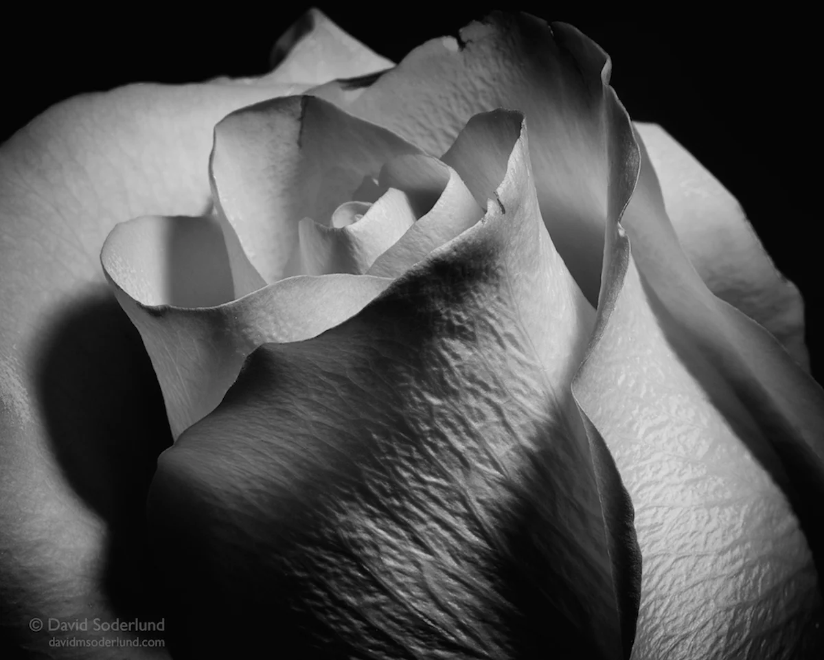 B&W rose.jpg