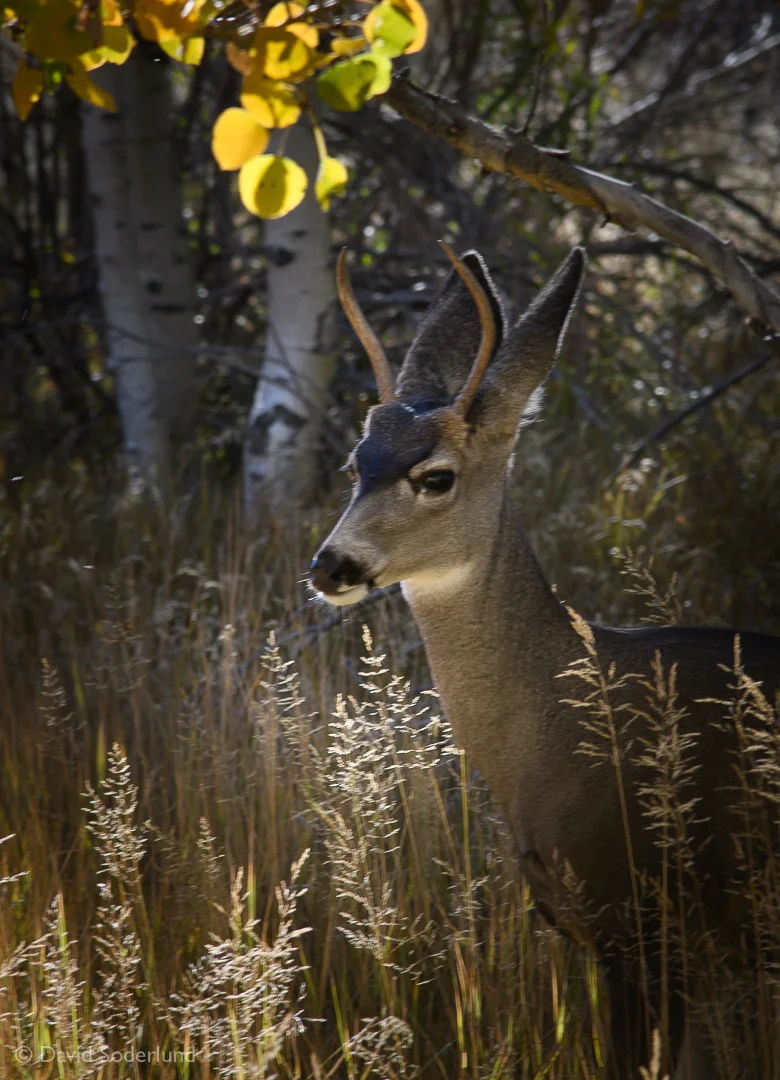 Young Buck