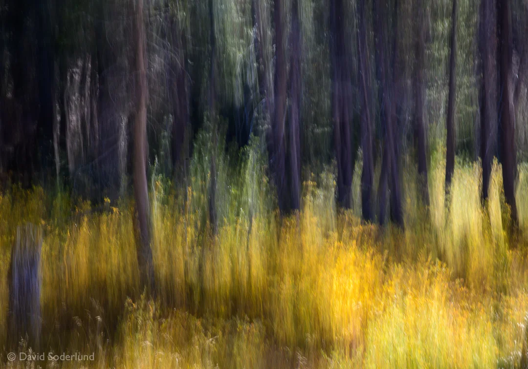 Forest Edge.jpg