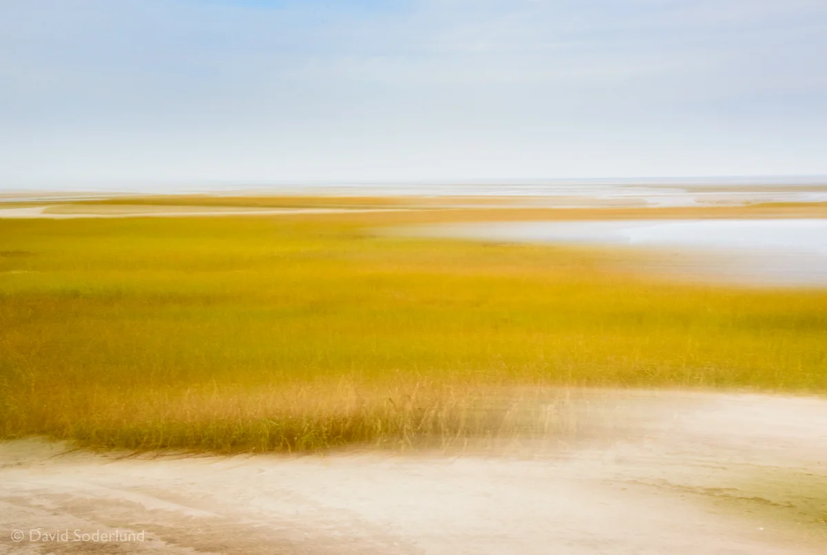 Marsh Grass