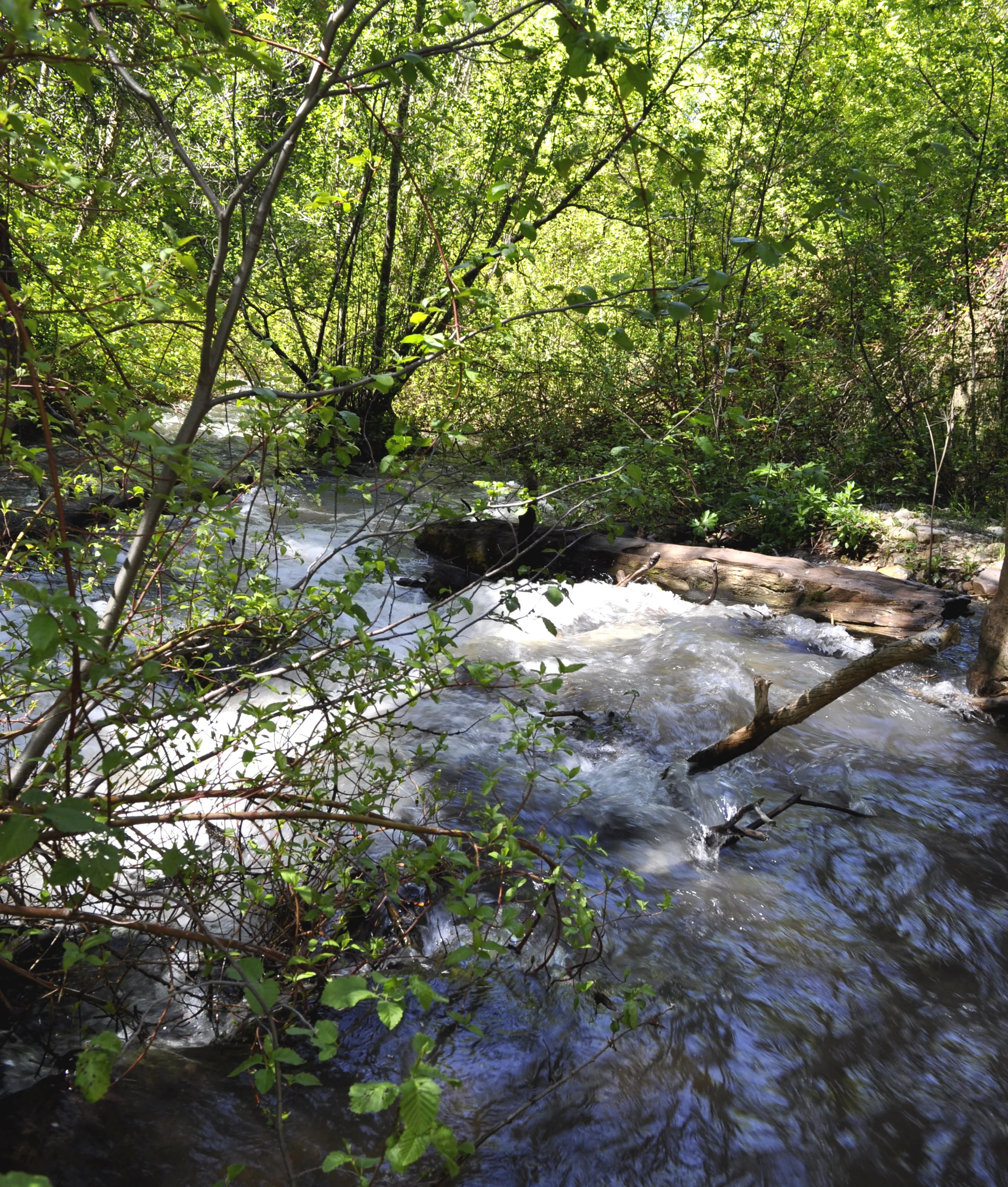 Creek.jpg