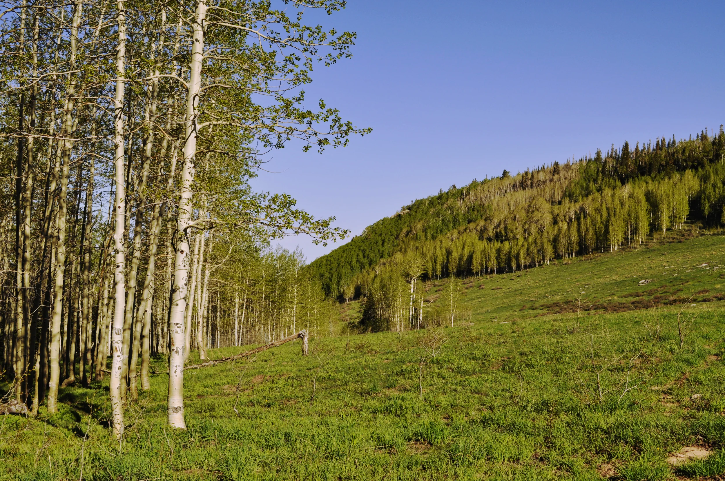 Meadow.jpg