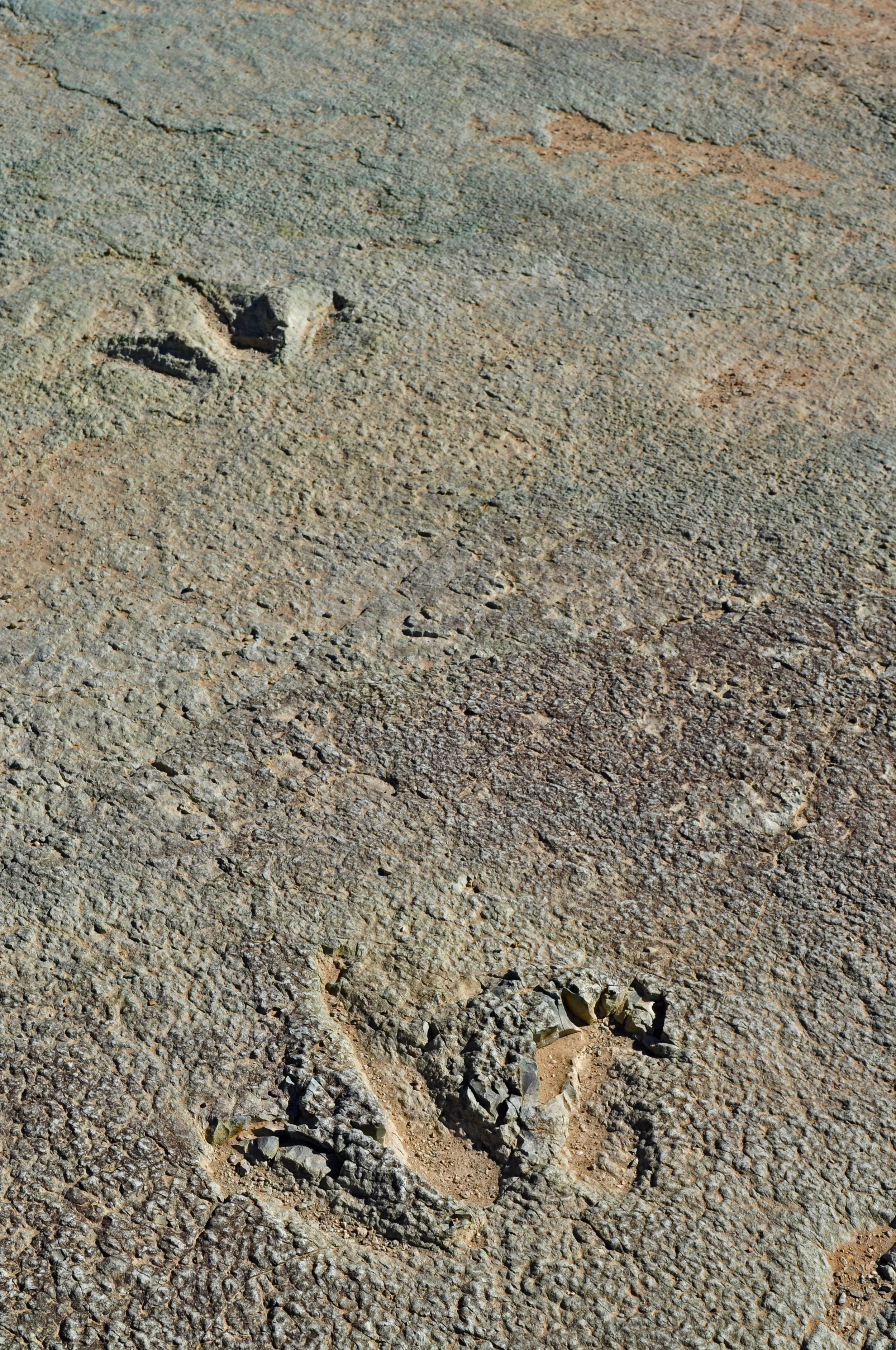 DinoPrints2.jpg