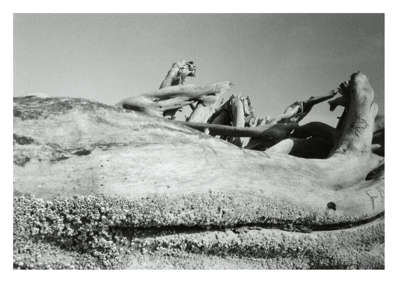 Salinópolis, 1996