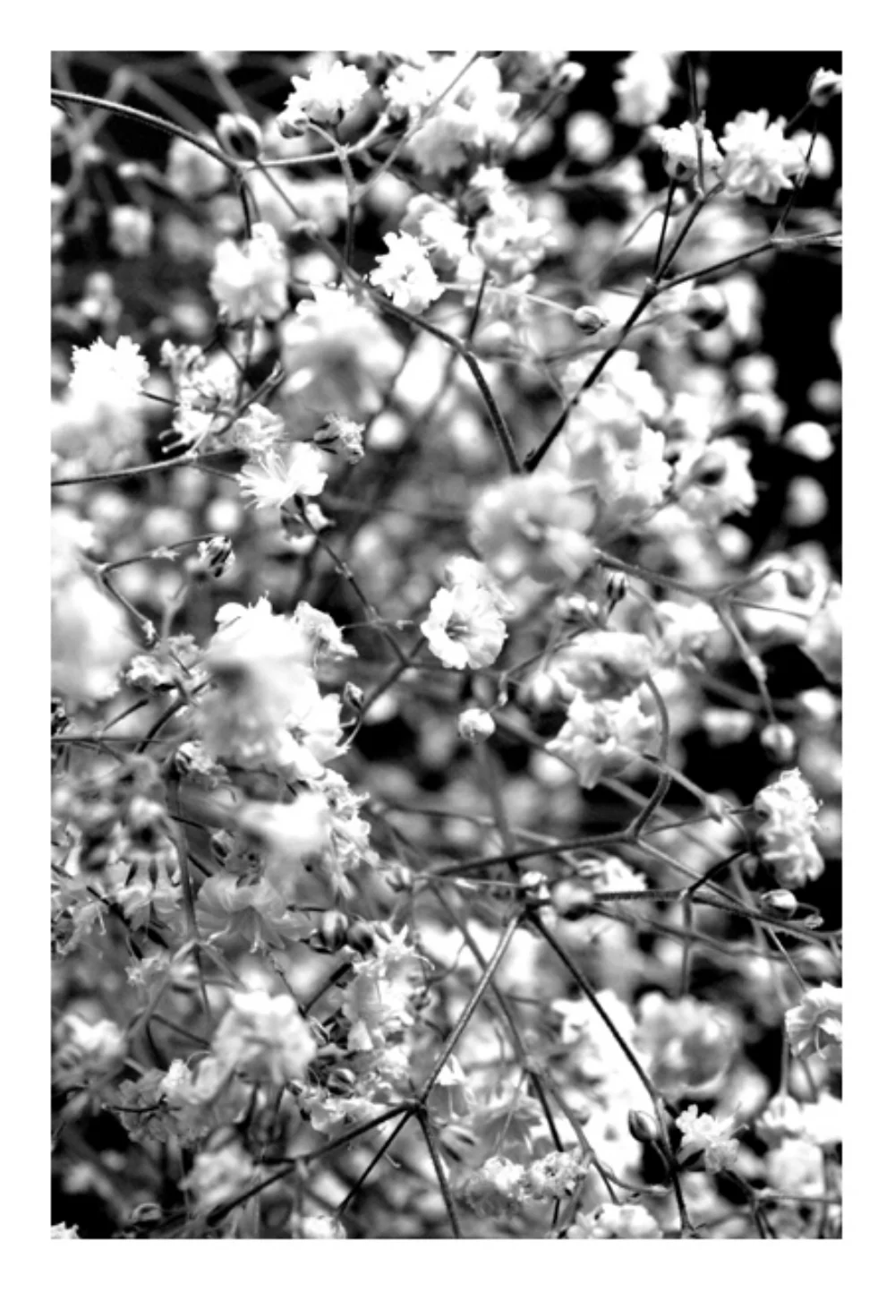 Flores, 2007