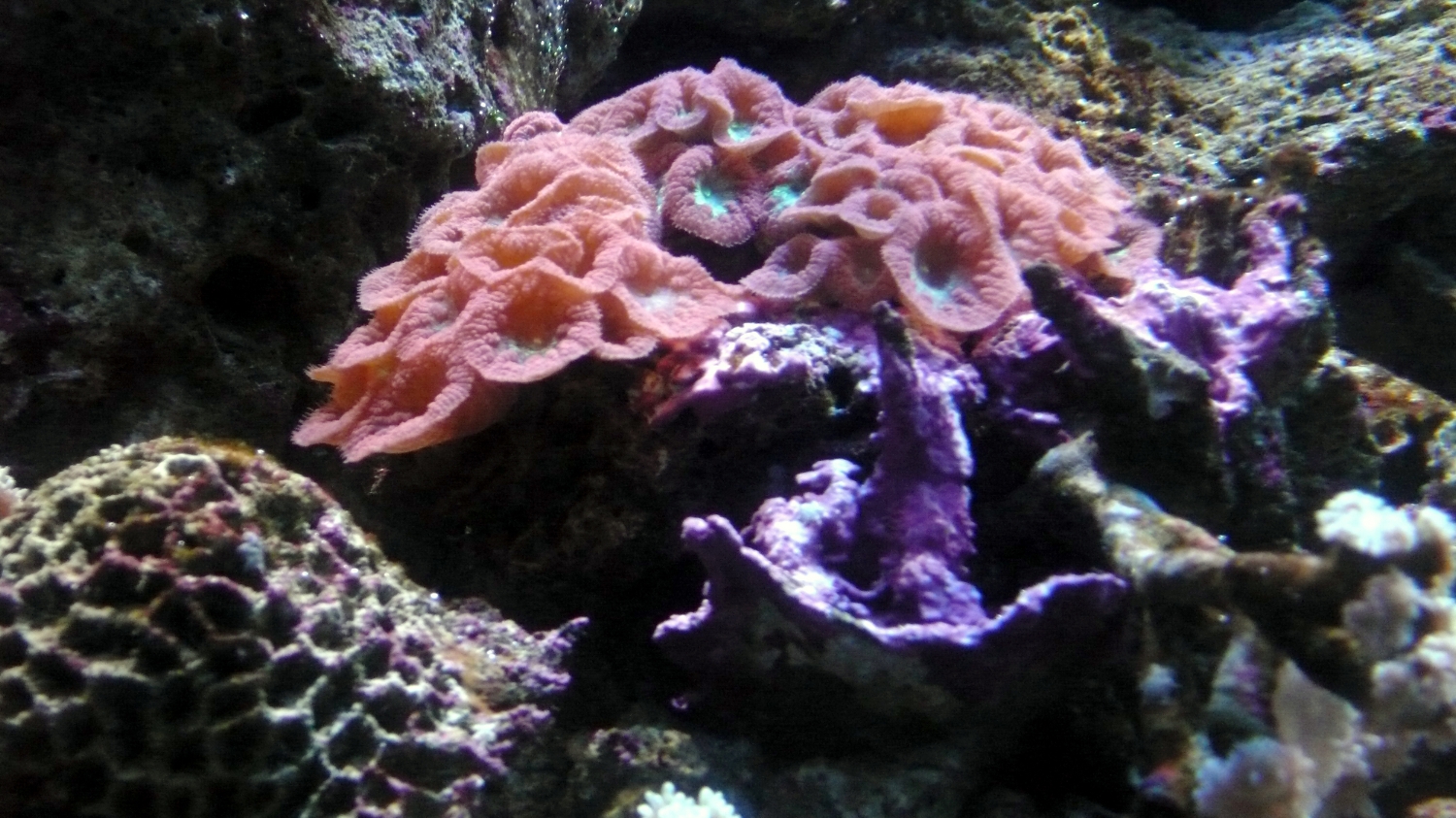 Great Barrier Reef, Australia 2001