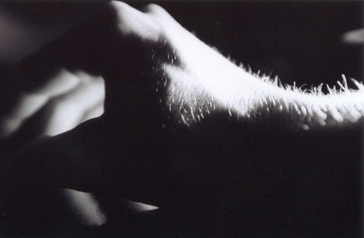 Estudo Mãos - Fotografias Patricia Borges . Sydney, 2002