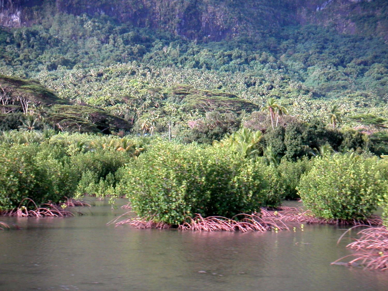 Maui, 2000