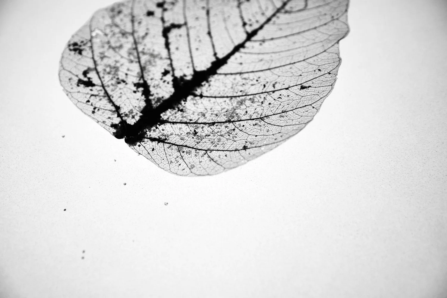 O Vento, 2016 Fotografia: Patricia Borges