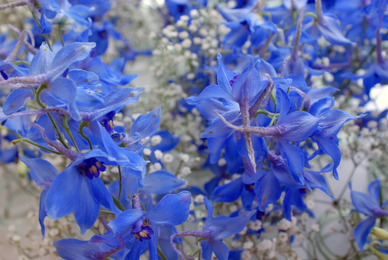 The Indian Wedding, London, 2012