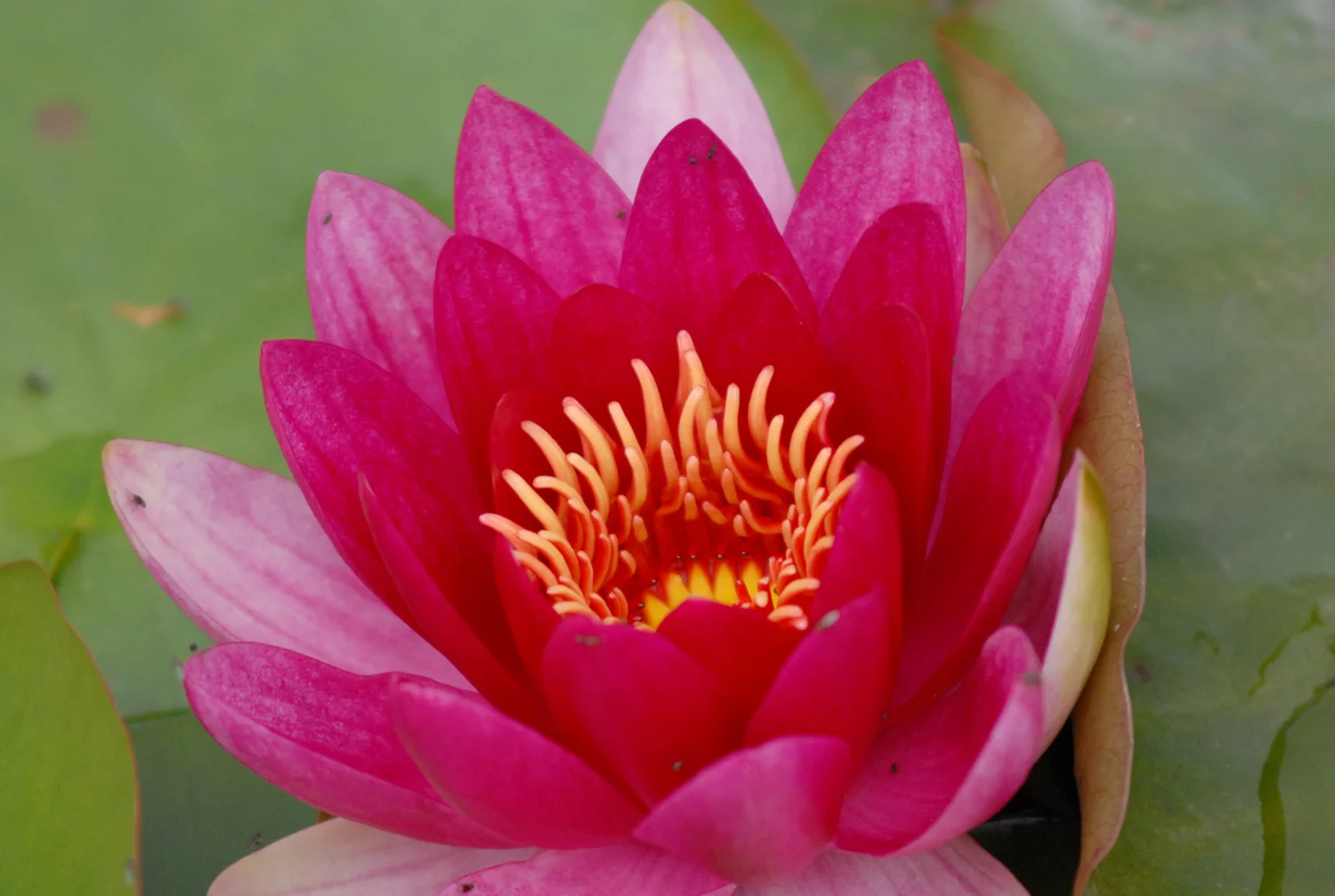 The Indian Wedding, London, 2012