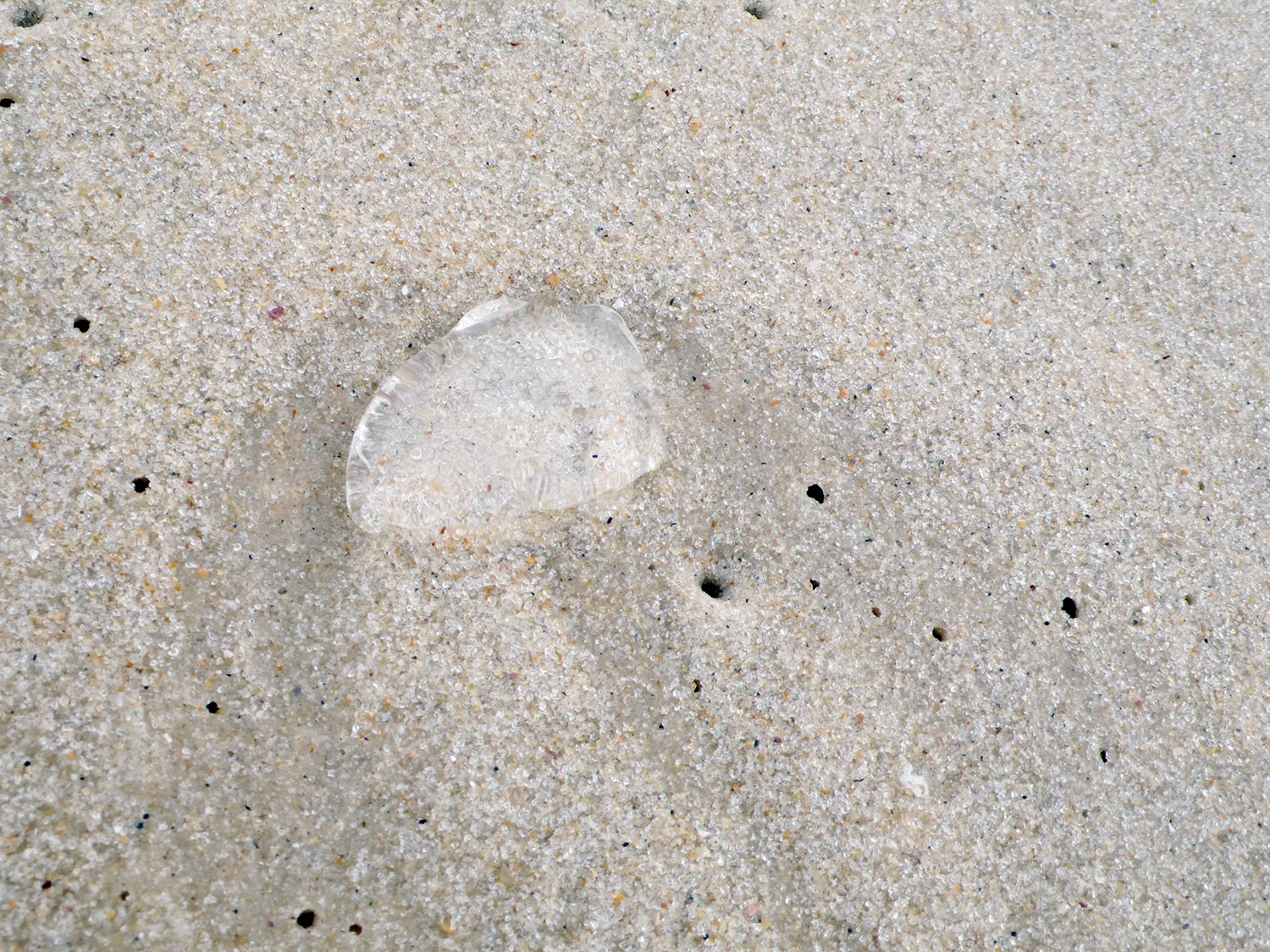 L1040261.jpg