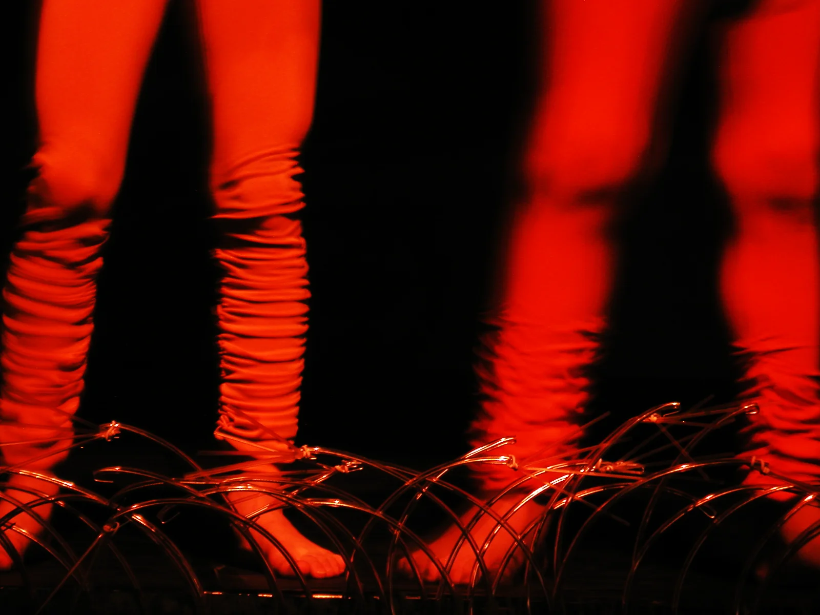 Grande Rei Leão, 2004