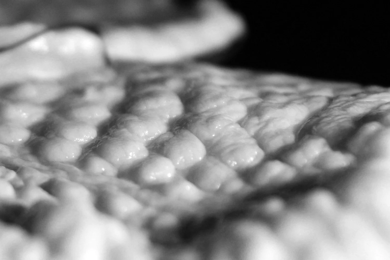 _DSC1747a.jpg