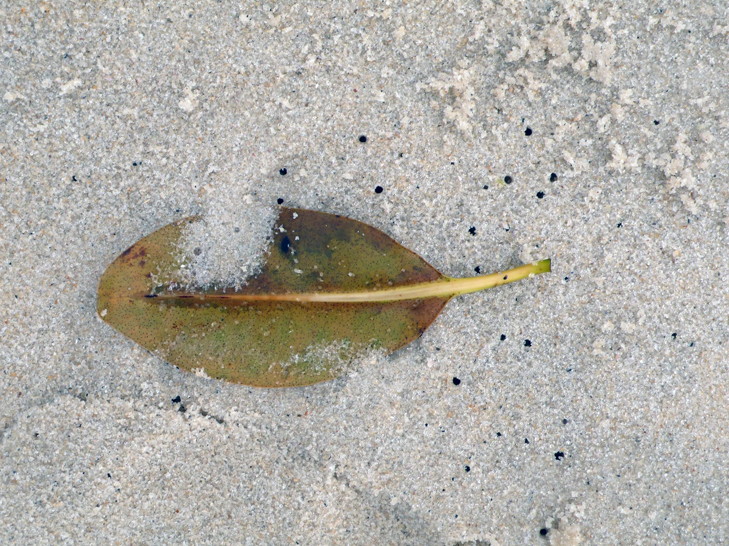 L1040197.jpg