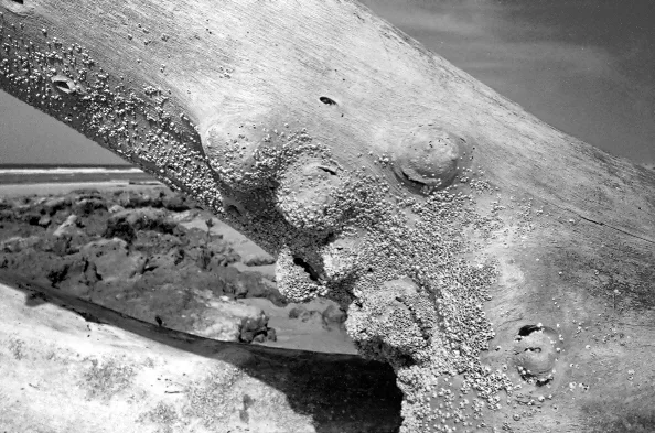 salinopolis 1996.jpg
