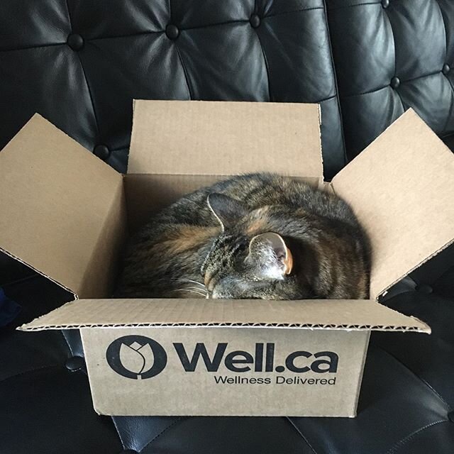 Cats in boxes. Never gets old.