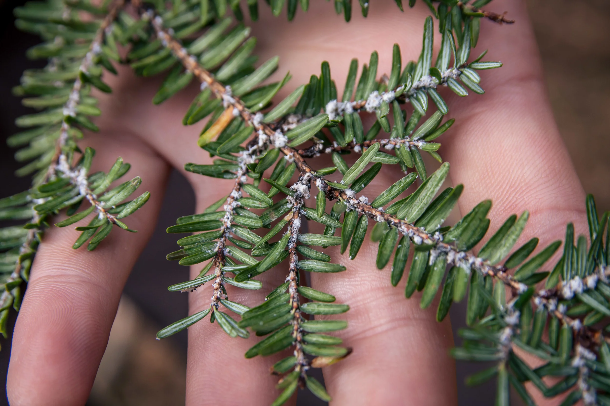Hemlock wooly adelgid found on a client's property in Cape Elizabeth.