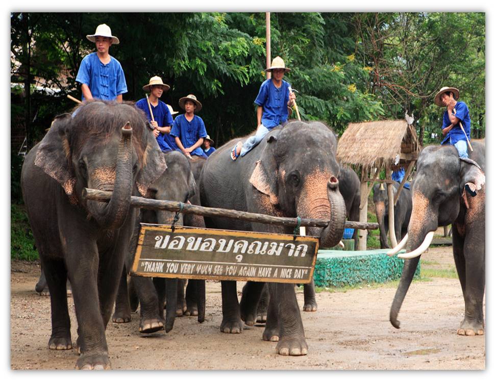 Elephant Camp.jpg