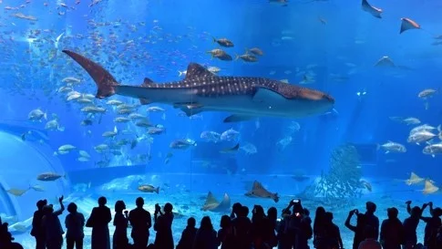CHURAMI AQUARIIUM.jpg