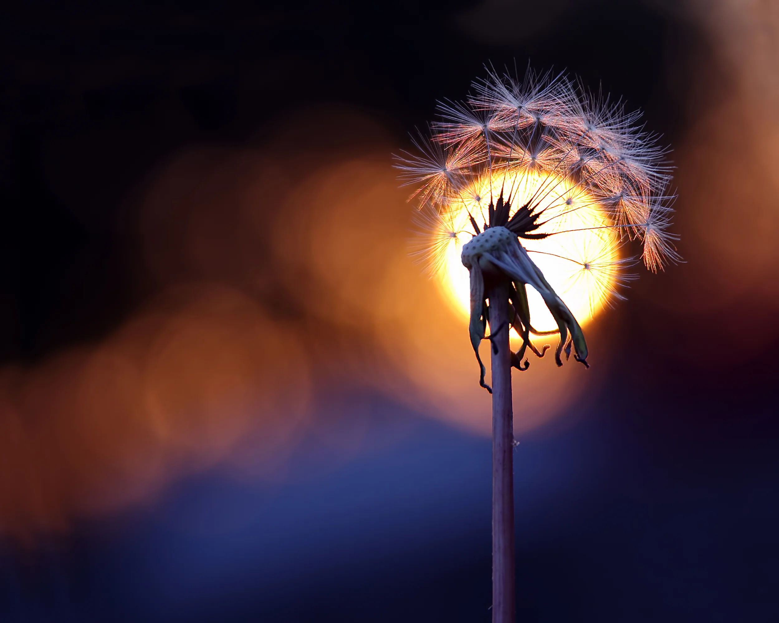 Wishful_Sunset.jpg