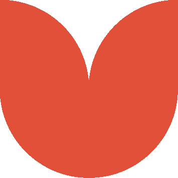 A red tulip on a white background.