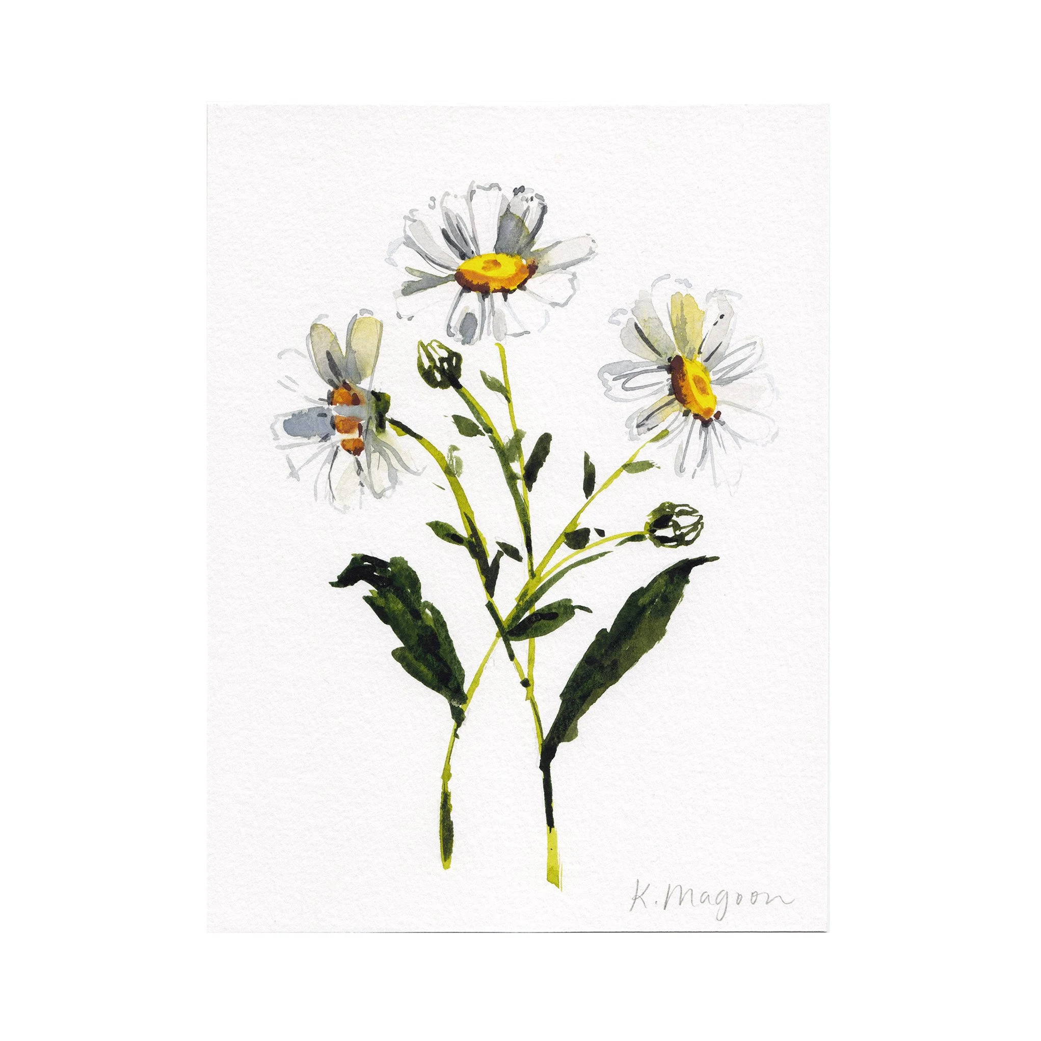 DaisyStudy2-2.jpg