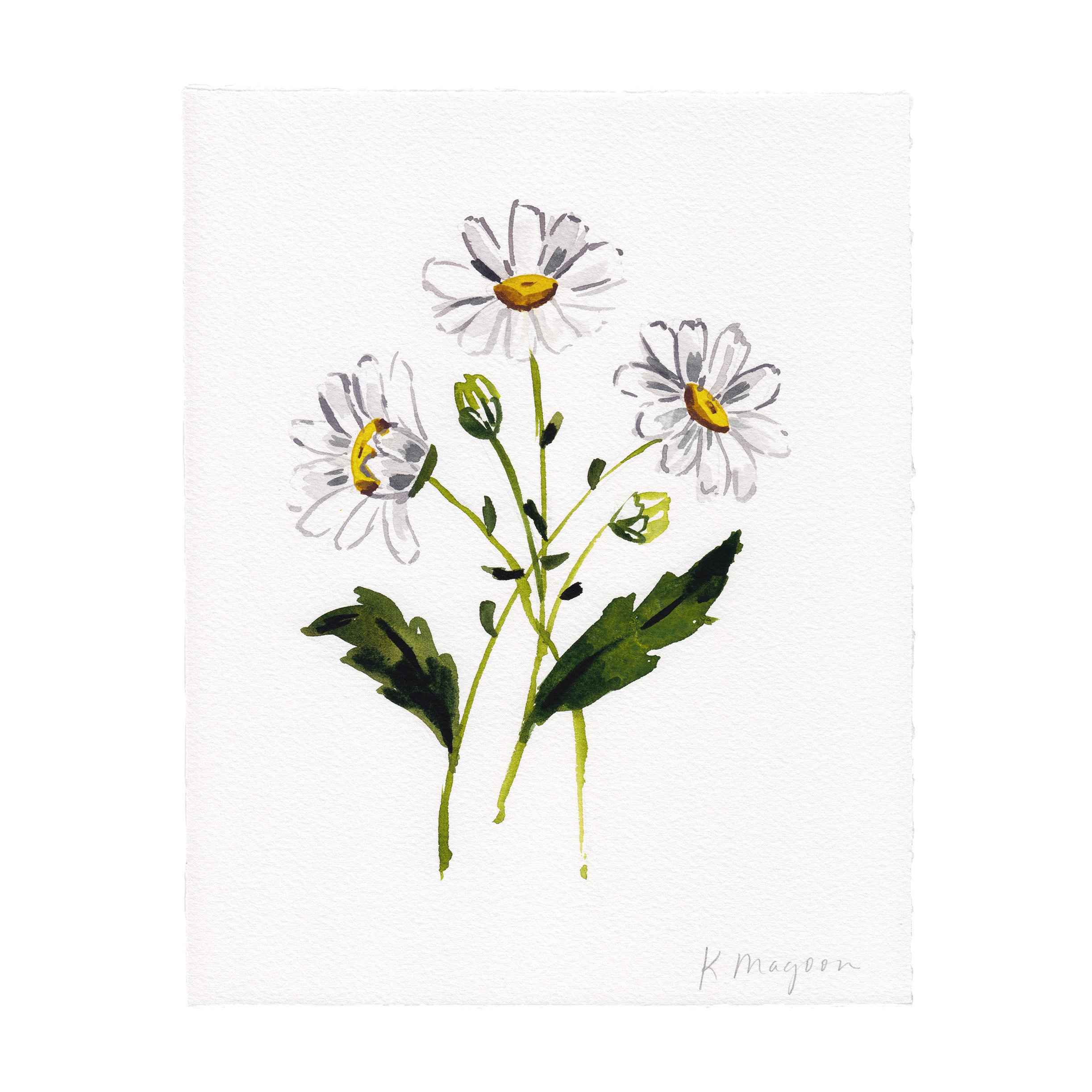 Daisy2.jpg