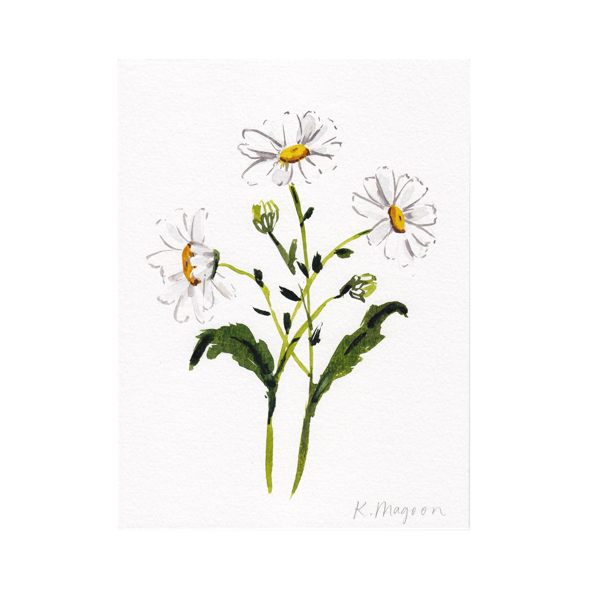DaisyStudy3-2.jpg