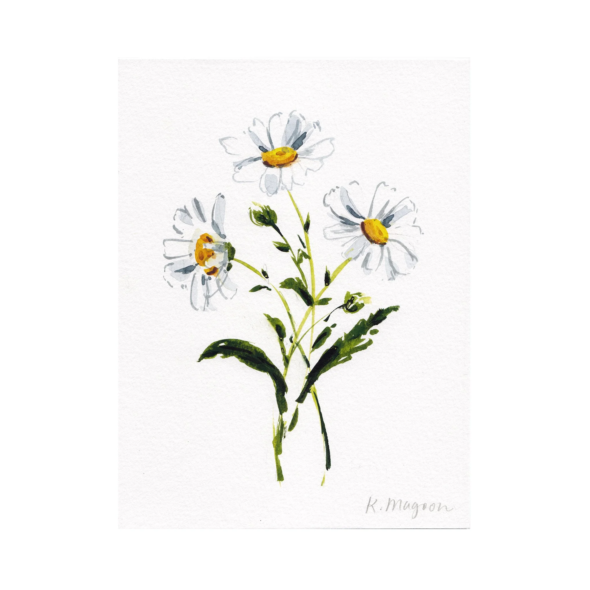 DaisyStudy1-2.jpg