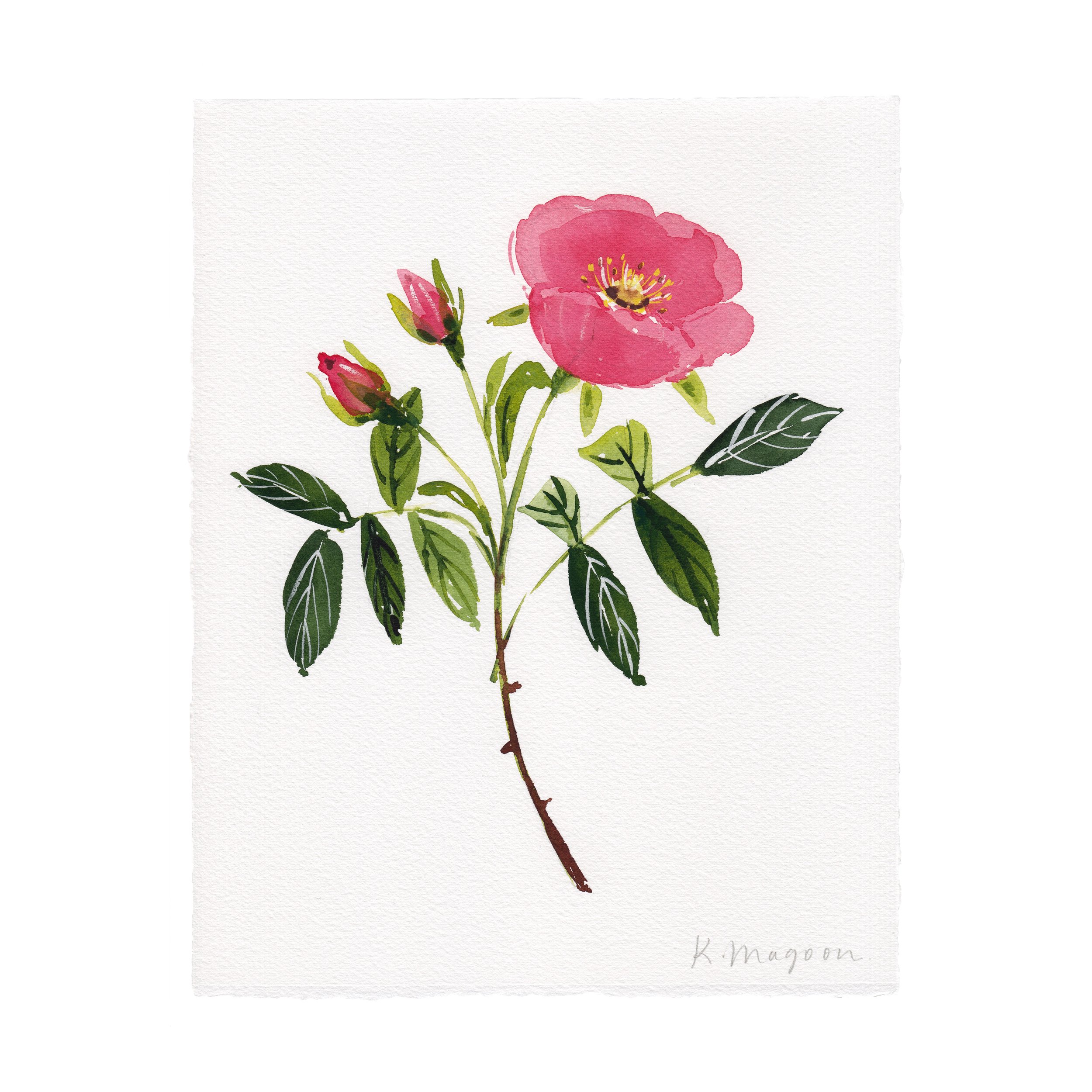 WildRoses2.jpg