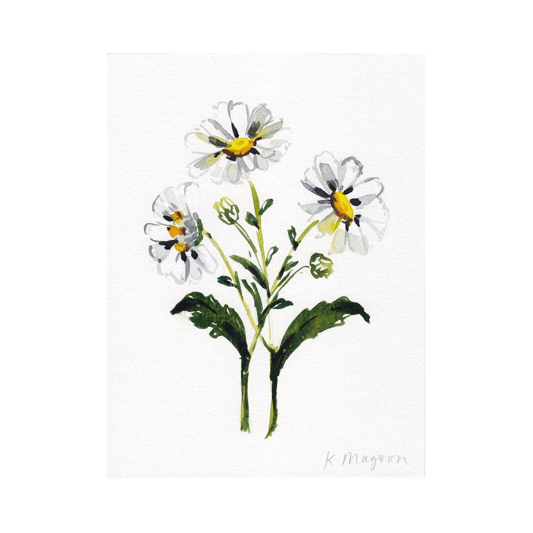 DaisyStudy4-2.jpg