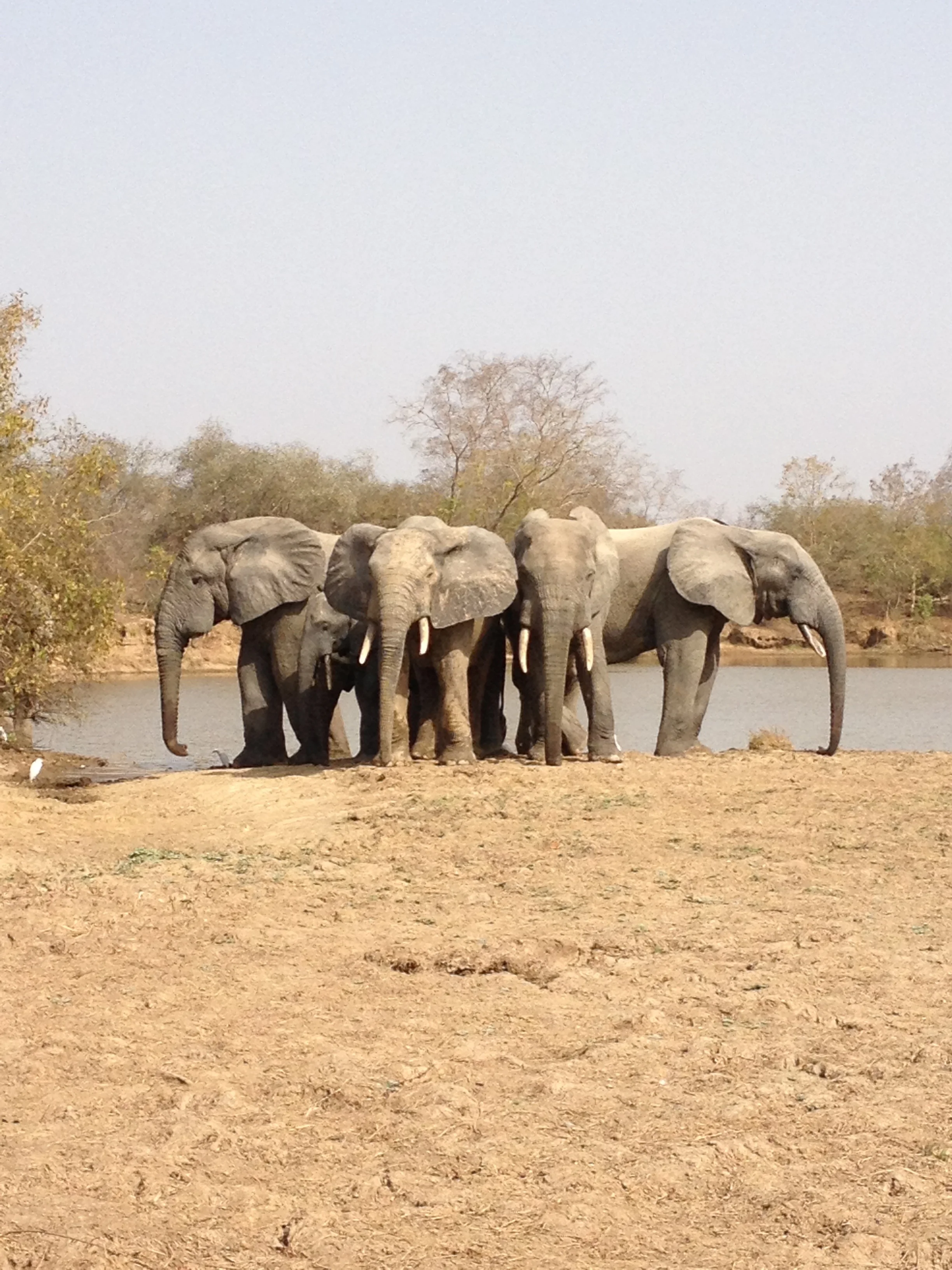 Elephant Family