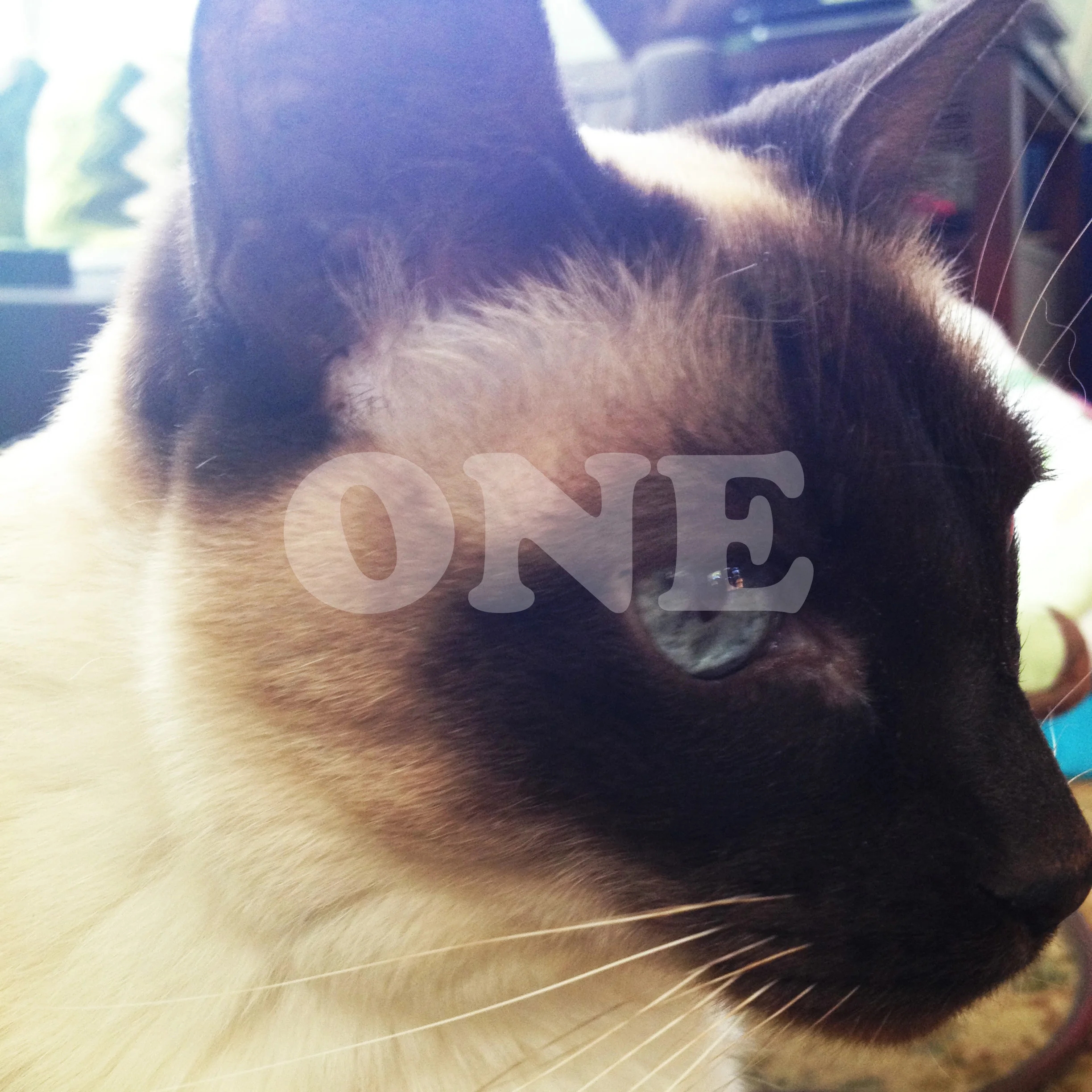 kitty1.jpg