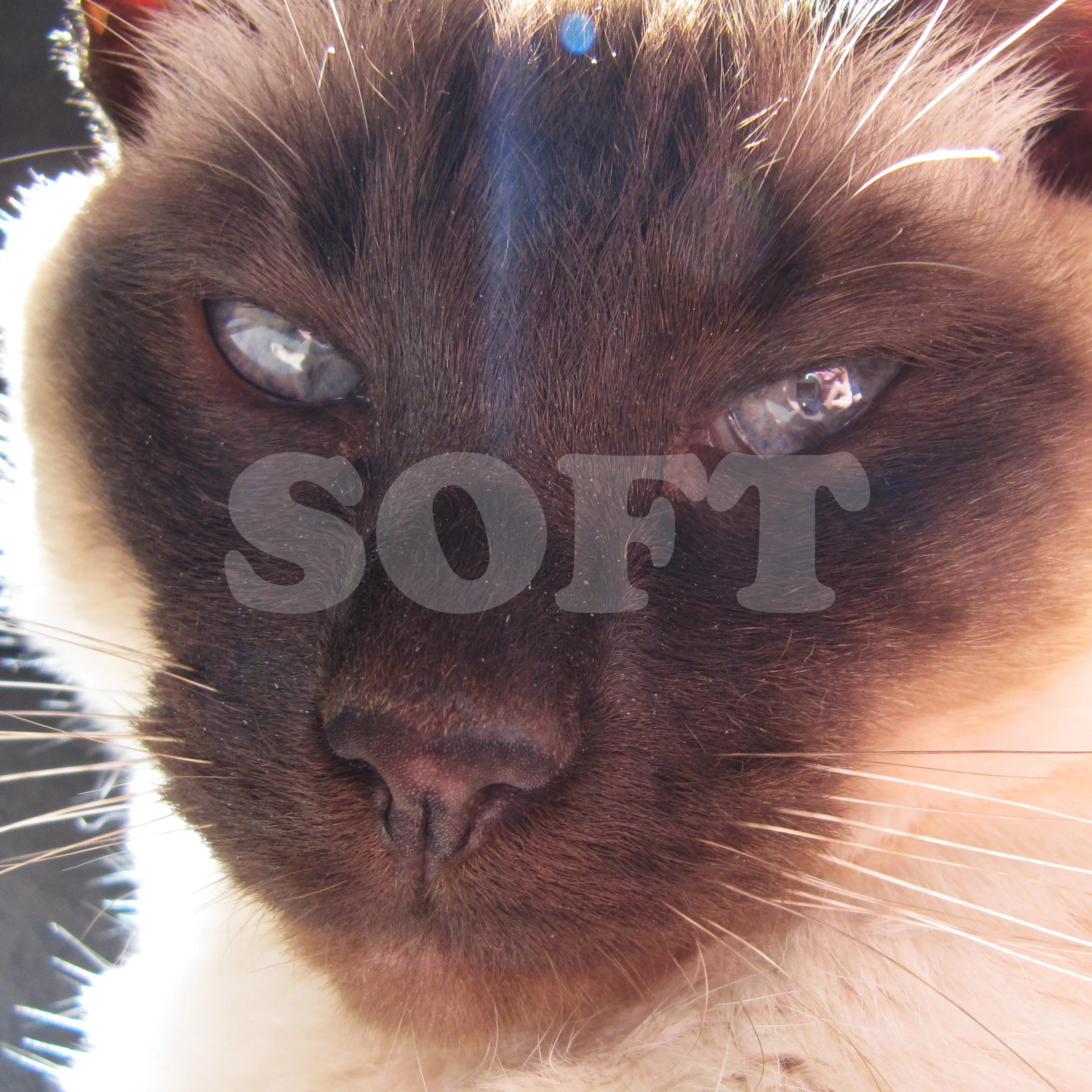 kitty2.jpg