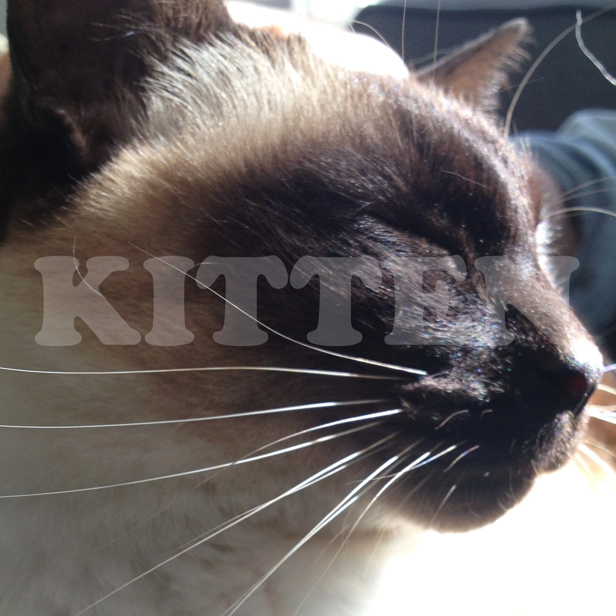 kitty3.jpg