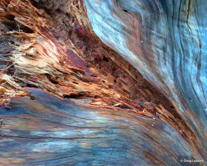Tree stump near Loch Maree