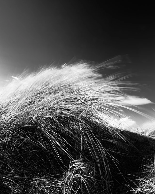 Dune grass at Sands beach