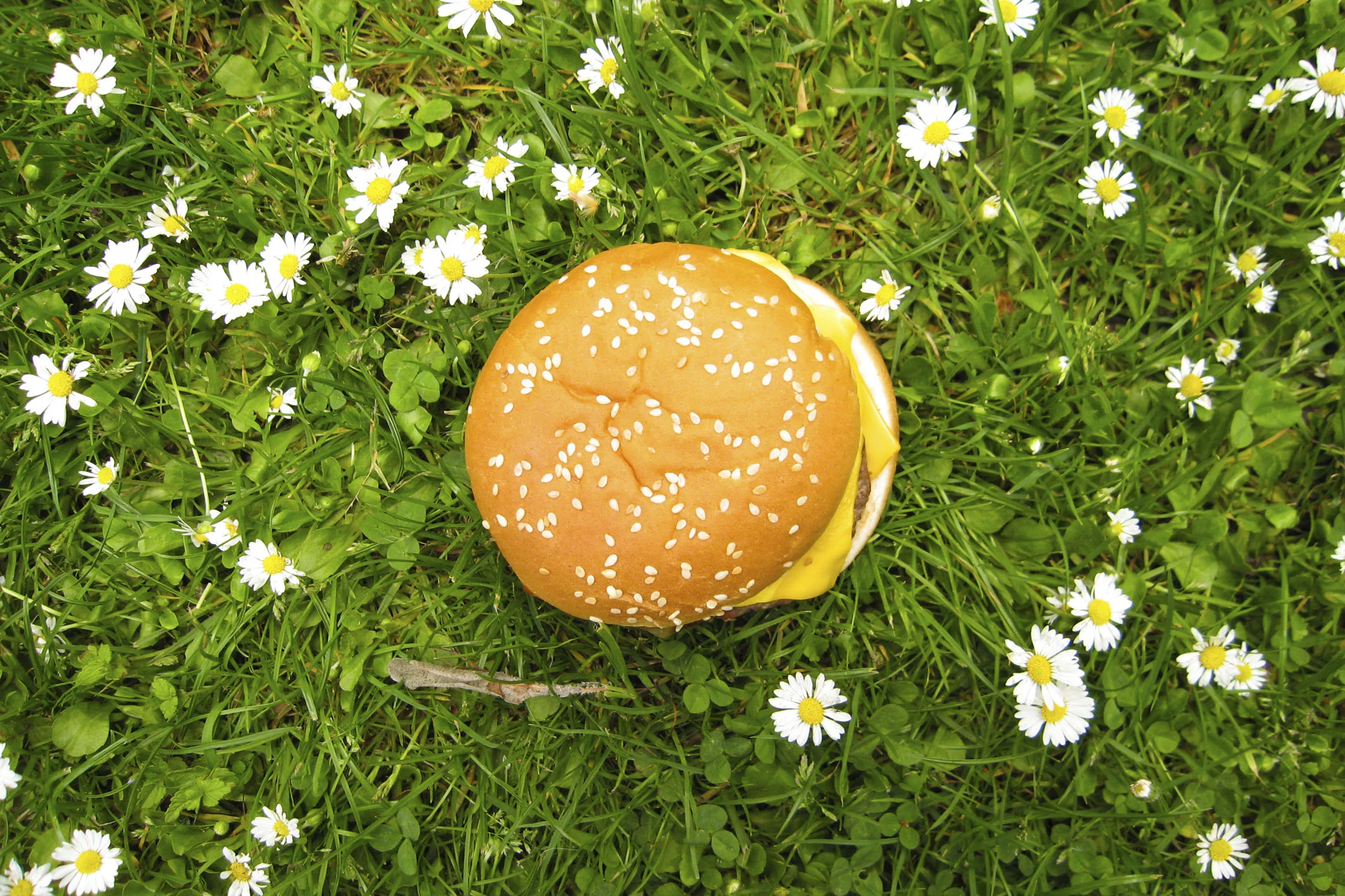buerger_im_gras_Jonas_Braukmann.jpg