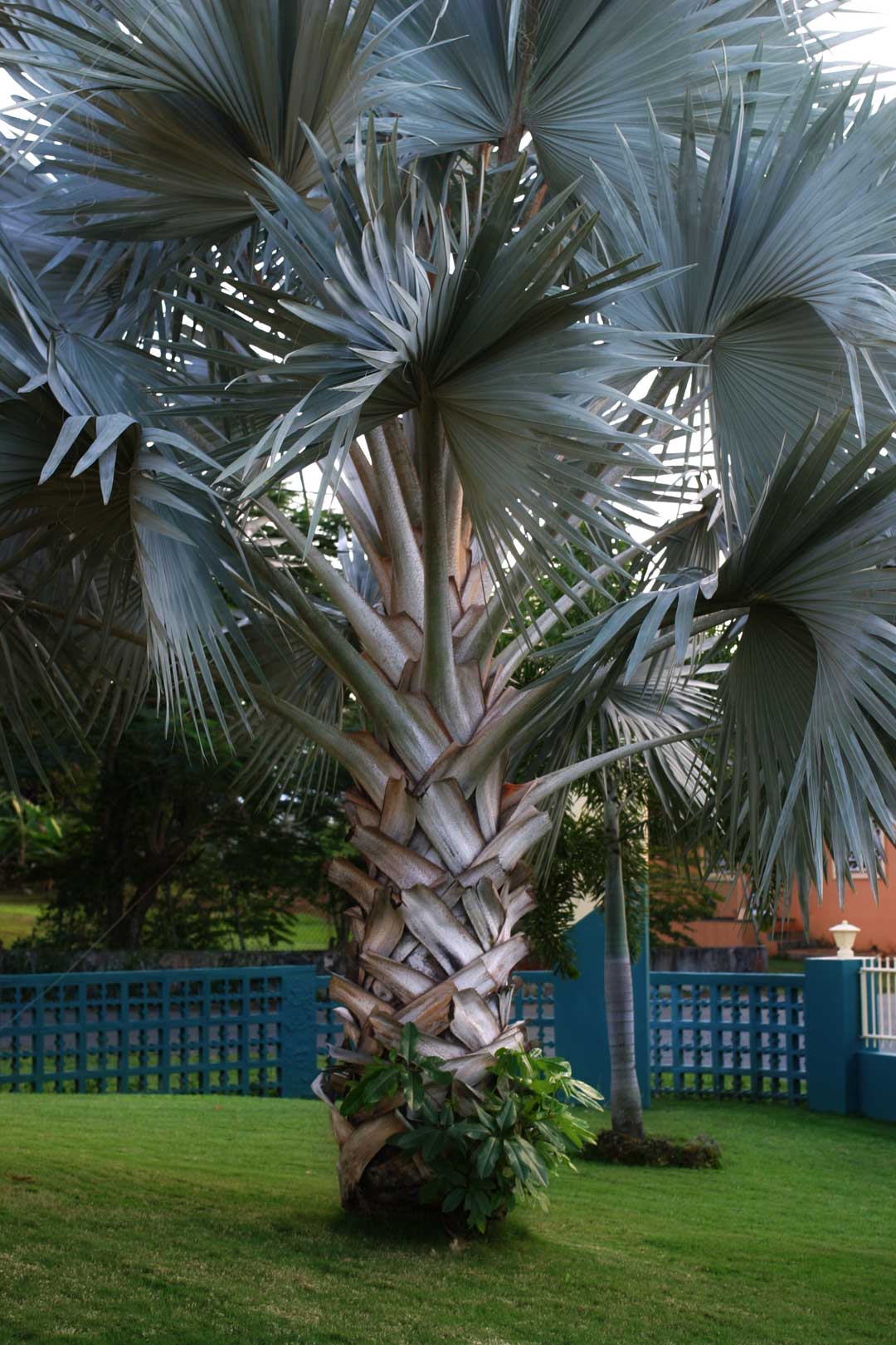 palm.jpg